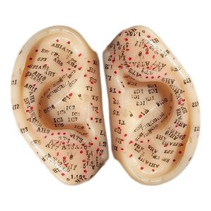 Oreja Molde Modelo Chico Con Puntos De Auriculoterapia Par