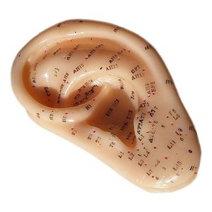 Oreja Molde Modelo Grande Con Puntos De Auriculoterapia Unid